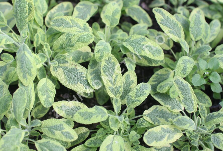 Šalvěj lékařská 'Icterina' - Salvia officinalis 'Icterina'