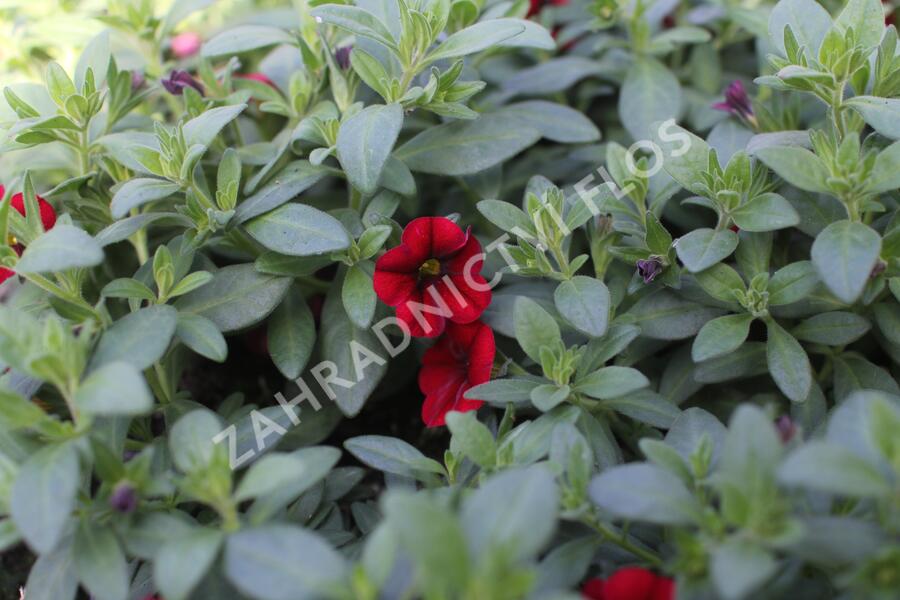 Minipetúnie, Million Bells 'Lia Dark Red' - Calibrachoa hybrida 'Lia Dark Red'
