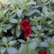 Minipetúnie, Million Bells 'Lia Dark Red' - Calibrachoa hybrida 'Lia Dark Red'