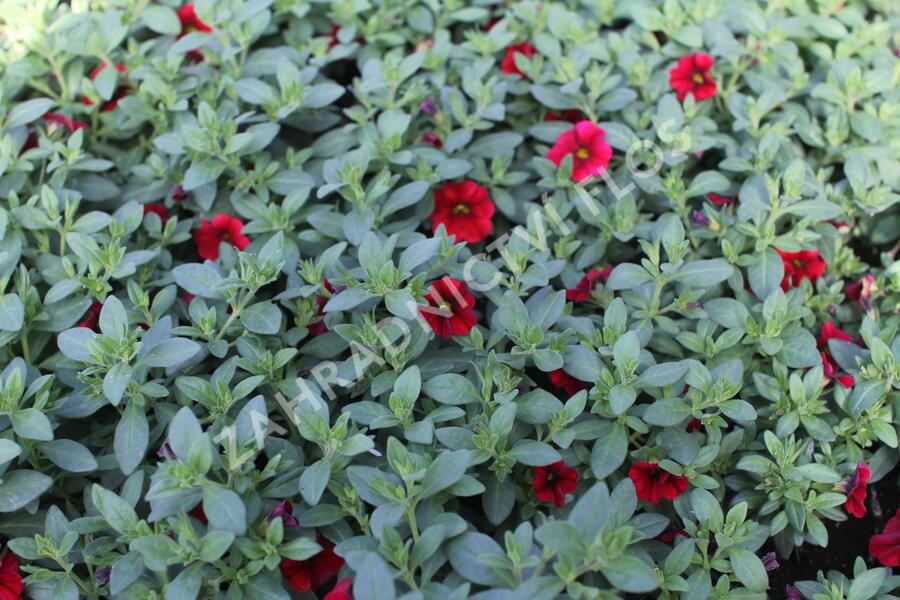Minipetúnie, Million Bells 'Lia Dark Red' - Calibrachoa hybrida 'Lia Dark Red'