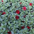 Minipetúnie, Million Bells 'Lia Dark Red' - Calibrachoa hybrida 'Lia Dark Red'