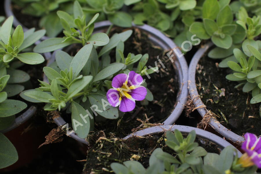 Minipetúnie, Million Bells 'Colibri Purple Bling' - Calibrachoa hybrida 'Colibri Purple Bling'