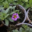 Minipetúnie, Million Bells 'Colibri Purple Bling' - Calibrachoa hybrida 'Colibri Purple Bling'