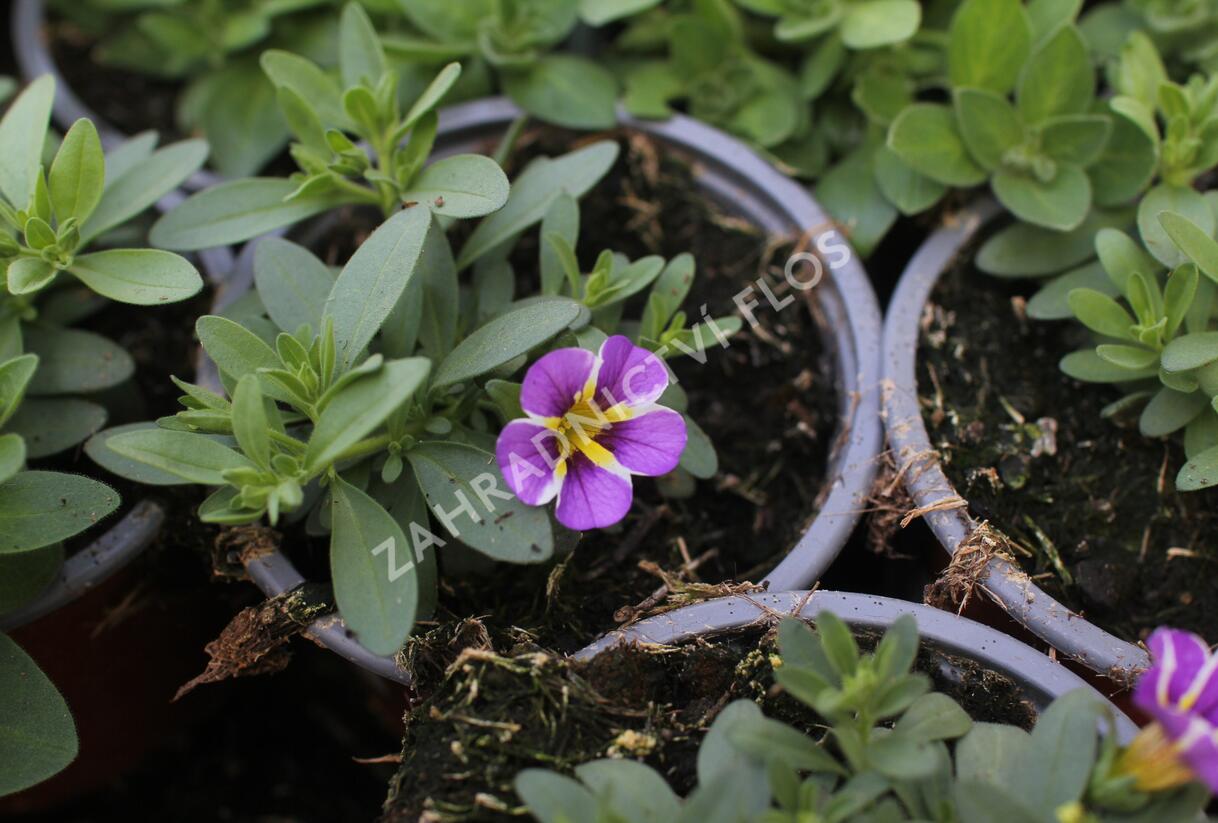 Minipetúnie, Million Bells 'Colibri Purple Bling' - Calibrachoa hybrida 'Colibri Purple Bling'