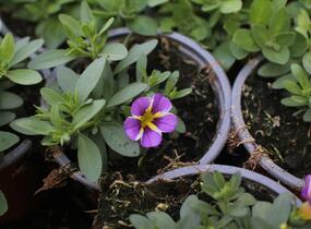 Minipetúnie, Million Bells 'Colibri Purple Bling' - Calibrachoa hybrida 'Colibri Purple Bling'