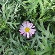 Kopretina pařížská 'Aramis Girly Pink' - Argyranthemum frutescens 'Aramis Girly Pink'