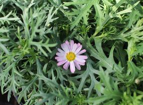 Kopretina pařížská 'Aramis Girly Pink' - Argyranthemum frutescens 'Aramis Girly Pink'