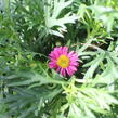 Kopretina pařížská 'Aramis Bicolor Rose' - Argyranthemum frutescens 'Aramis Bicolor Rose'