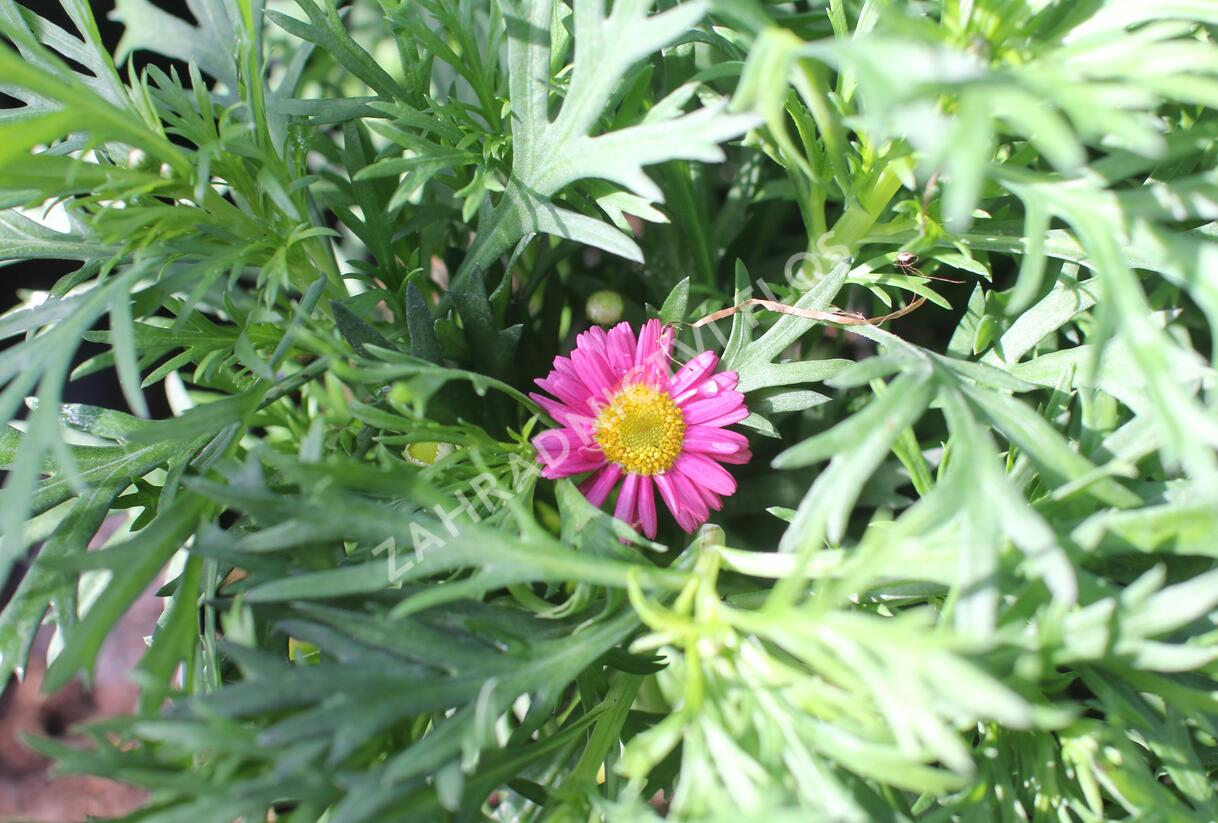 Kopretina pařížská 'Aramis Bicolor Rose' - Argyranthemum frutescens 'Aramis Bicolor Rose'