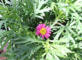 Kopretina pařížská 'Aramis Bicolor Rose' - Argyranthemum frutescens 'Aramis Bicolor Rose'