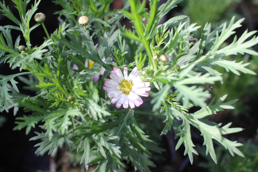 Kopretina pařížská 'Aramis Bicolor Rose' - Argyranthemum frutescens 'Aramis Bicolor Rose'