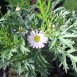 Kopretina pařížská 'Aramis Bicolor Rose' - Argyranthemum frutescens 'Aramis Bicolor Rose'