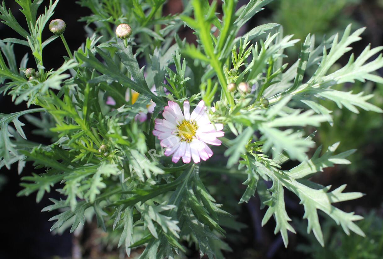 Kopretina pařížská 'Aramis Bicolor Rose' - Argyranthemum frutescens 'Aramis Bicolor Rose'