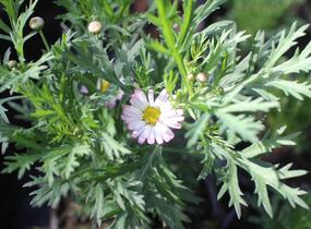 Kopretina pařížská 'Aramis Bicolor Rose' - Argyranthemum frutescens 'Aramis Bicolor Rose'