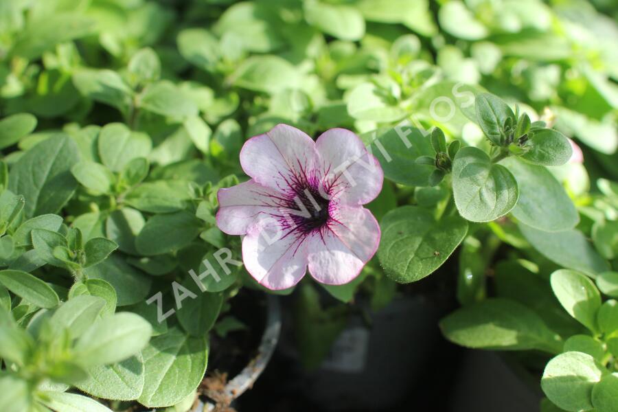 Petúnie 'Capella Pink Lace' - Petunia × atkinsoniana 'Capella Pink Lace'