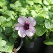 Petúnie 'Capella Pink Lace' - Petunia × atkinsoniana 'Capella Pink Lace'