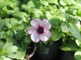 Petůnie 'Capella Rose' - Petunia × atkinsoniana 'Capella Rose'
