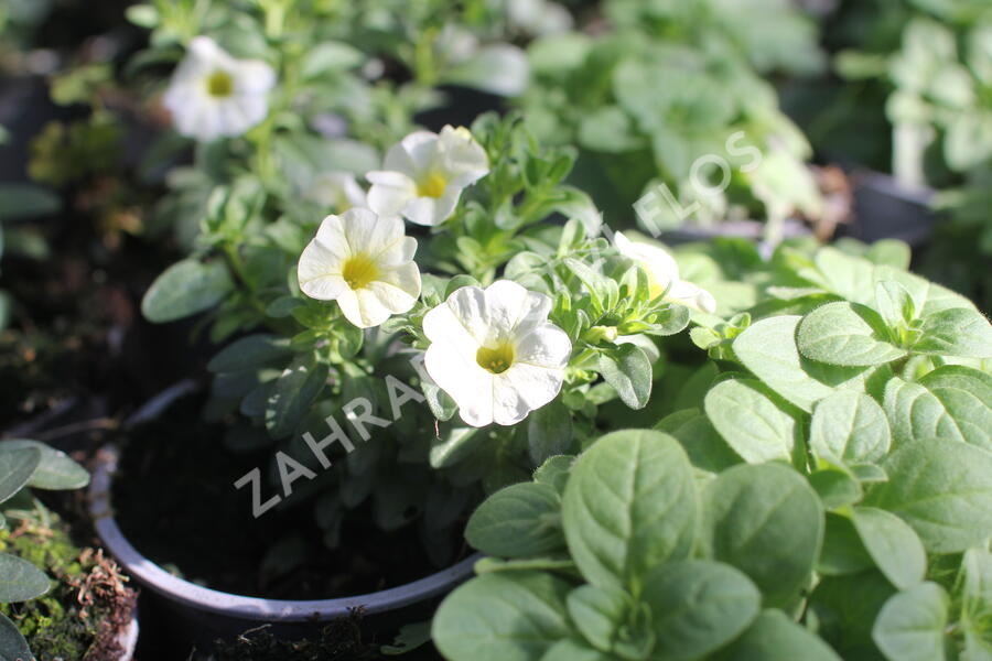 Minipetúnie, Million Bells 'Colibri Blizzard' - Calibrachoa hybrida 'Colibri Blizzard'