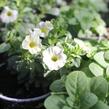 Minipetúnie, Million Bells 'Colibri Blizzard' - Calibrachoa hybrida 'Colibri Blizzard'