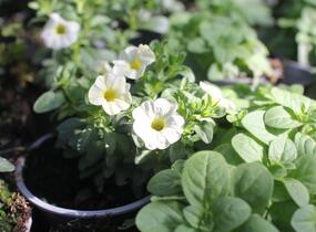 Minipetúnie, Million Bells 'Colibri Blizzard' - Calibrachoa hybrida 'Colibri Blizzard'