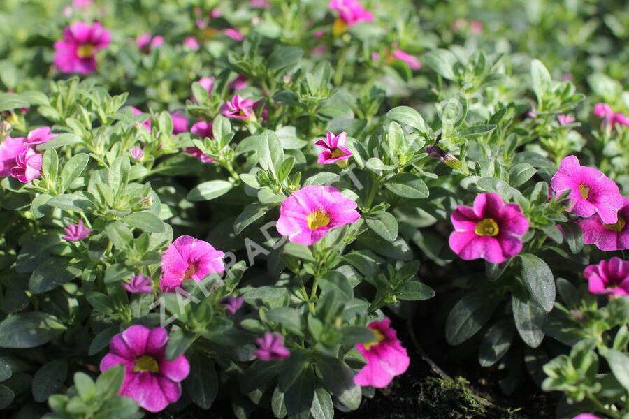 Minipetúnie, Million Bells 'Colibri Pink Lace' - Calibrachoa hybrida 'Colibri Pink Lace'