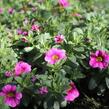 Minipetúnie, Million Bells 'Colibri Pink Lace' - Calibrachoa hybrida 'Colibri Pink Lace'