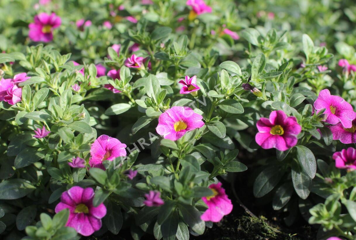 Minipetúnie, Million Bells 'Colibri Pink Lace' - Calibrachoa hybrida 'Colibri Pink Lace'