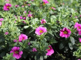 Minipetúnie, Million Bells 'Colibri Pink Lace' - Calibrachoa hybrida 'Colibri Pink Lace'