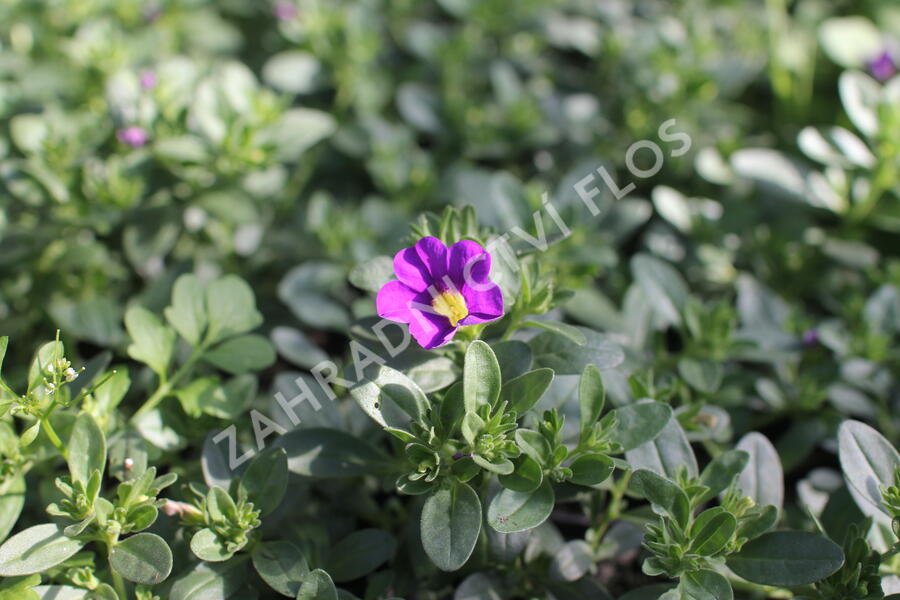 Minipetúnie, Million Bells 'Colibri Dark Lavender' - Calibrachoa hybrida 'Colibri Dark Lavender'