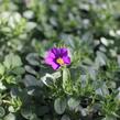 Minipetúnie, Million Bells 'Colibri Dark Lavender' - Calibrachoa hybrida 'Colibri Dark Lavender'