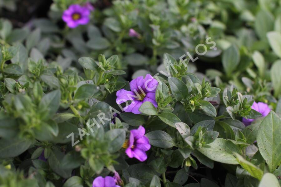Minipetúnie, Million Bells 'Ombre Blue' - Calibrachoa hybrida 'Ombre Blue'