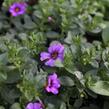 Minipetúnie, Million Bells 'Ombre Blue' - Calibrachoa hybrida 'Ombre Blue'