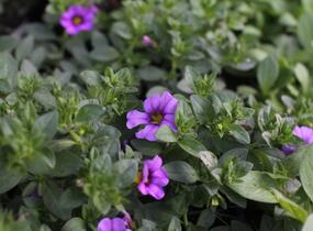 Minipetúnie, Million Bells 'Ombre Blue' - Calibrachoa hybrida 'Ombre Blue'