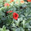 Minipetúnie, Million Bells 'Colibri Tangerine' - Calibrachoa hybrida 'Colibri Tangerine'