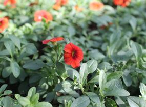 Minipetúnie, Million Bells 'Colibri Tangerine' - Calibrachoa hybrida 'Colibri Tangerine'