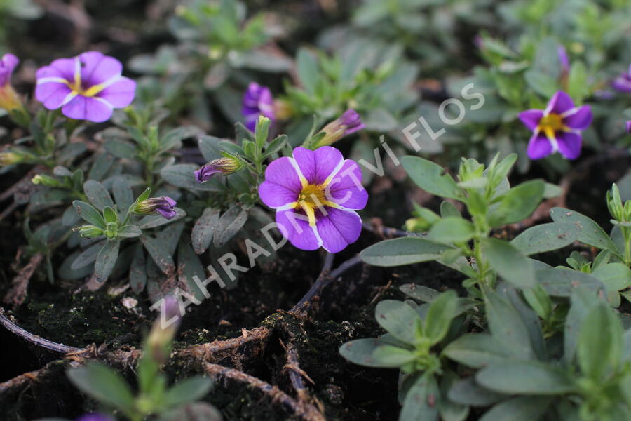 Minipetúnie, Million Bells 'Colibri Purple Bling' - Calibrachoa hybrida 'Colibri Purple Bling'