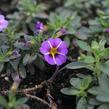 Minipetúnie, Million Bells 'Colibri Purple Bling' - Calibrachoa hybrida 'Colibri Purple Bling'