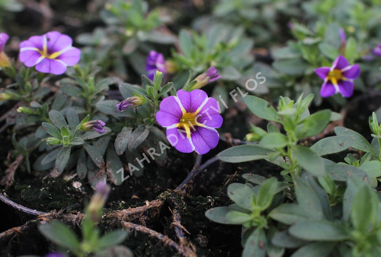 Minipetúnie, Million Bells 'Colibri Purple Bling' - Calibrachoa hybrida 'Colibri Purple Bling'
