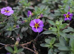 Minipetúnie, Million Bells 'Colibri Purple Bling' - Calibrachoa hybrida 'Colibri Purple Bling'