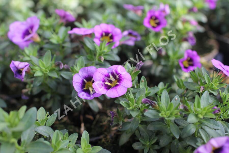 Minipetúnie, Million Bells 'Colibri Spark Purple' - Calibrachoa hybrida 'Colibri Spark Purple'