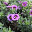 Minipetúnie, Million Bells 'Colibri Spark Purple' - Calibrachoa hybrida 'Colibri Spark Purple'
