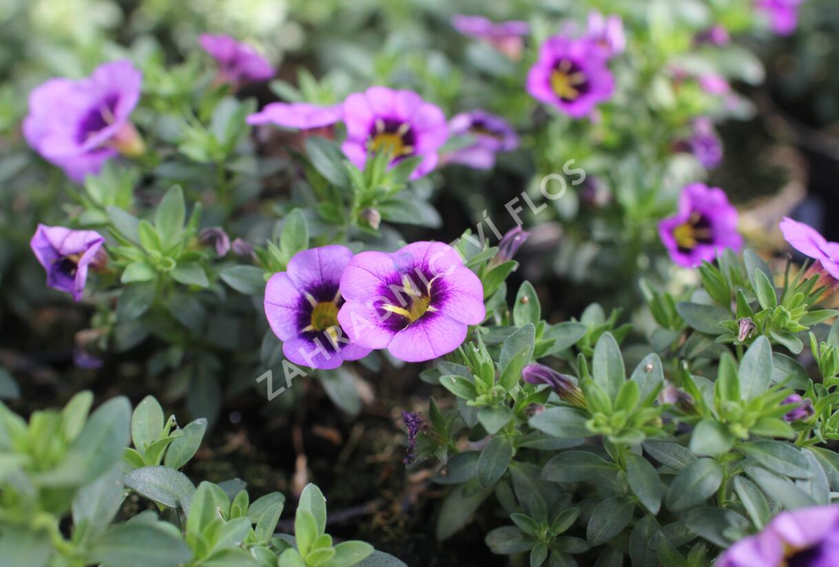 Minipetúnie, Million Bells 'Colibri Spark Purple' - Calibrachoa hybrida 'Colibri Spark Purple'