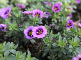 Minipetúnie, Million Bells 'Colibri Spark Purple' - Calibrachoa hybrida 'Colibri Spark Purple'