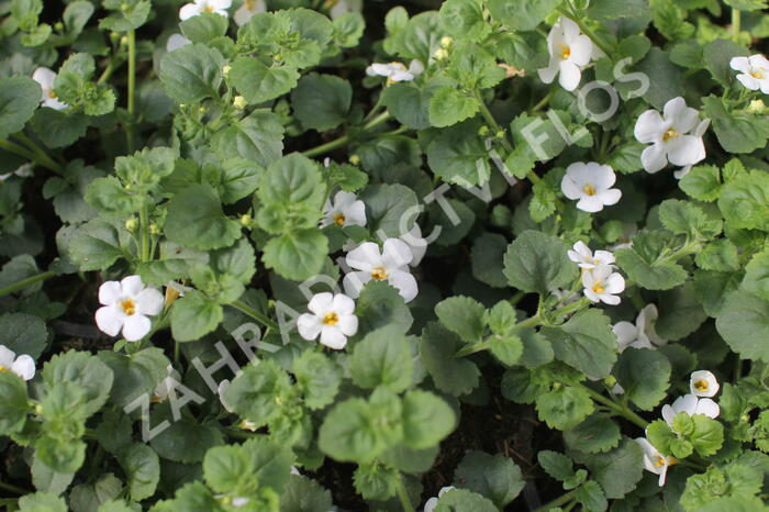 Bakopa 'Gulliver Dynamic White' - Sutera diffusus 'Gulliver Dynamic White'