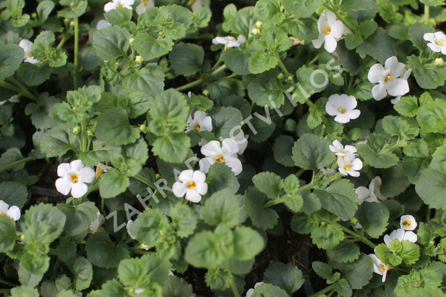 Bakopa 'Gulliver Dynamic White' - Sutera diffusus 'Gulliver Dynamic White'