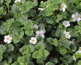 Bakopa 'Gulliver Dynamic White'