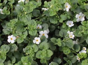 Bakopa 'Gulliver Dynamic White' - Sutera diffusus 'Gulliver Dynamic White'