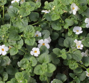 Bakopa 'Gulliver Dynamic White' - Sutera diffusus 'Gulliver Dynamic White'