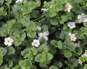 Bakopa 'Gulliver Dynamic White'