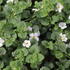Sutera diffusus 'Gulliver Dynamic White'.JPG